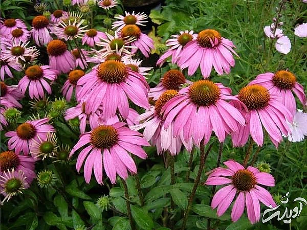 گلهای گلدار تابستانی اکیناسه بنفش